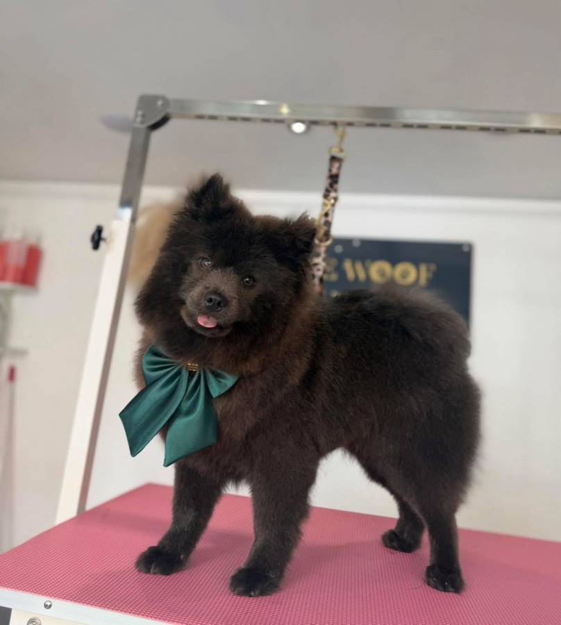 Fluffy black dog with an emerald green bow
