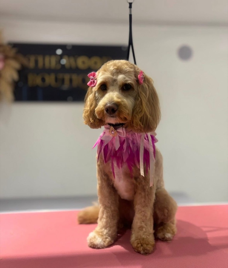 Cockapoo with pink hair clips and a pink feather collar