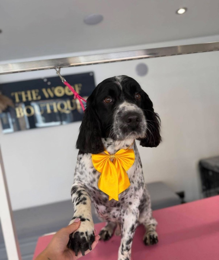 Black and white cocker spaniel with a yellow bow