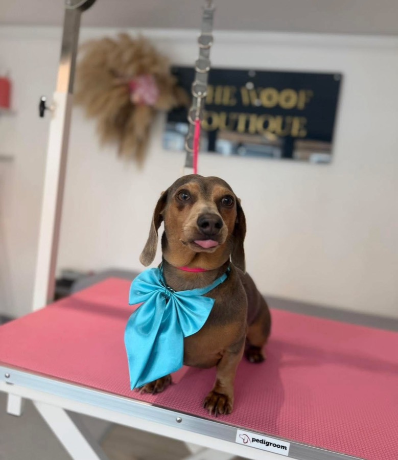 Dachshund with a big turquoise bow