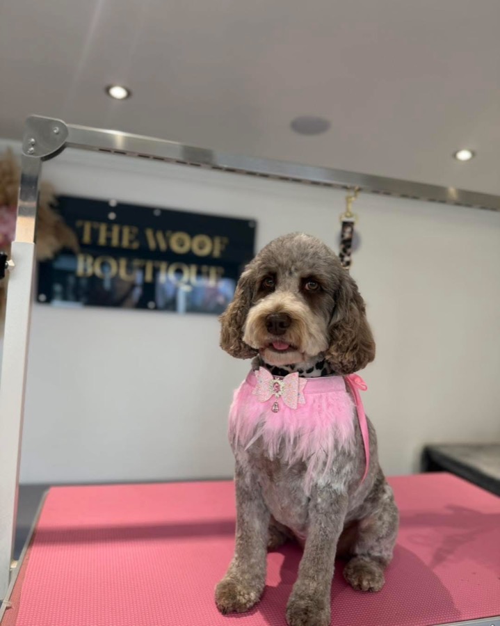 Merle cockapoo in a pink harness