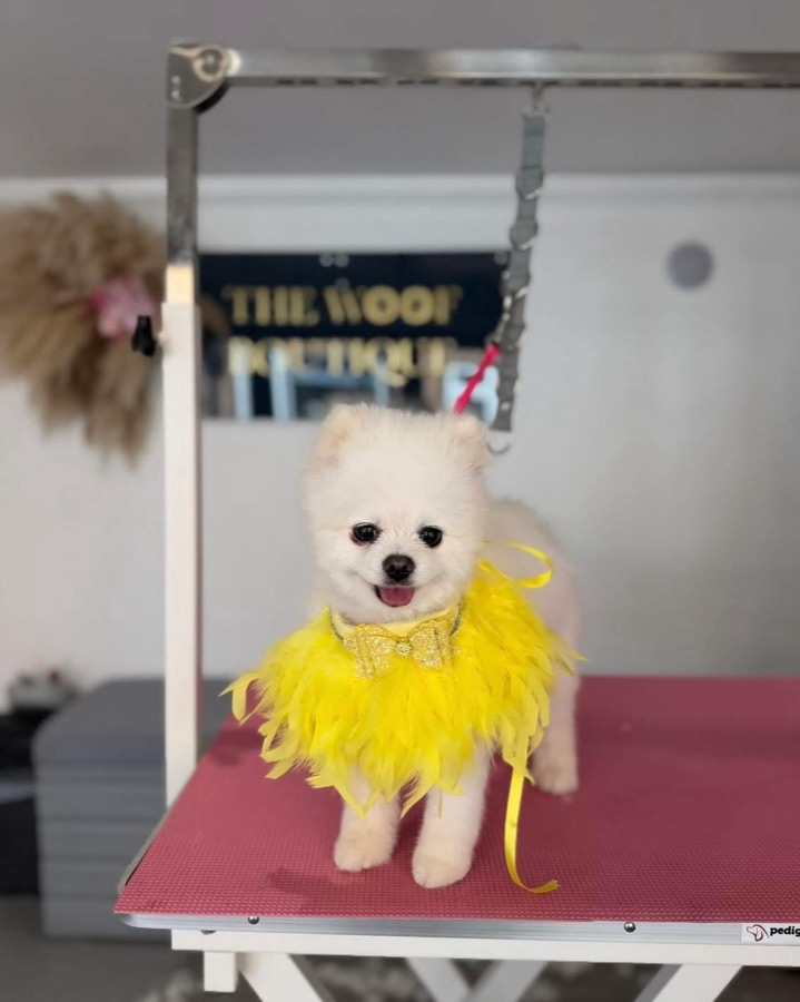 White Pomeranian in a yellow feather boa