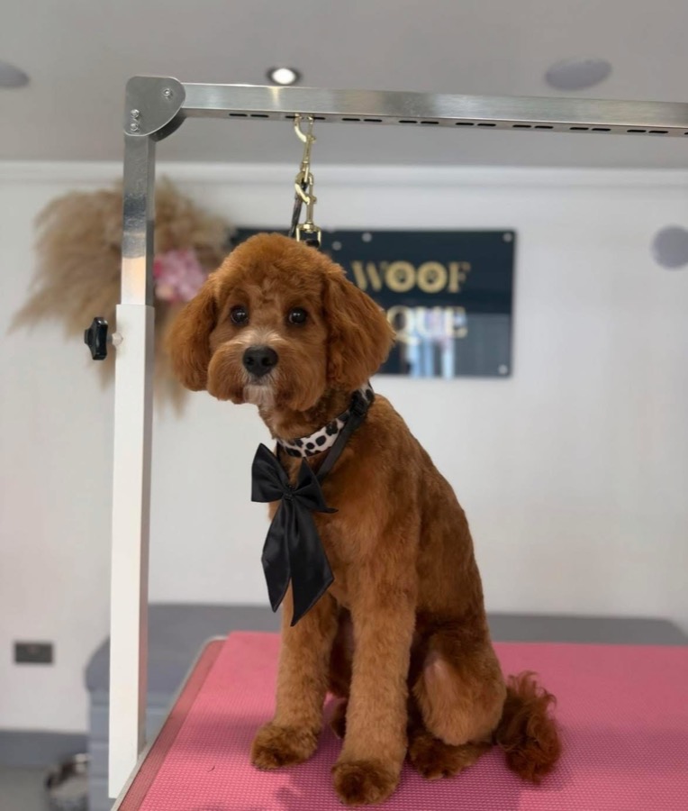 Red cockapoo in a teddy trim with a black bow tie