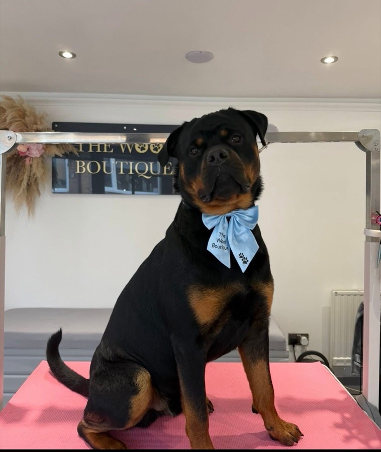 Rottweiler wearing a pale blue Woof Boutique bow