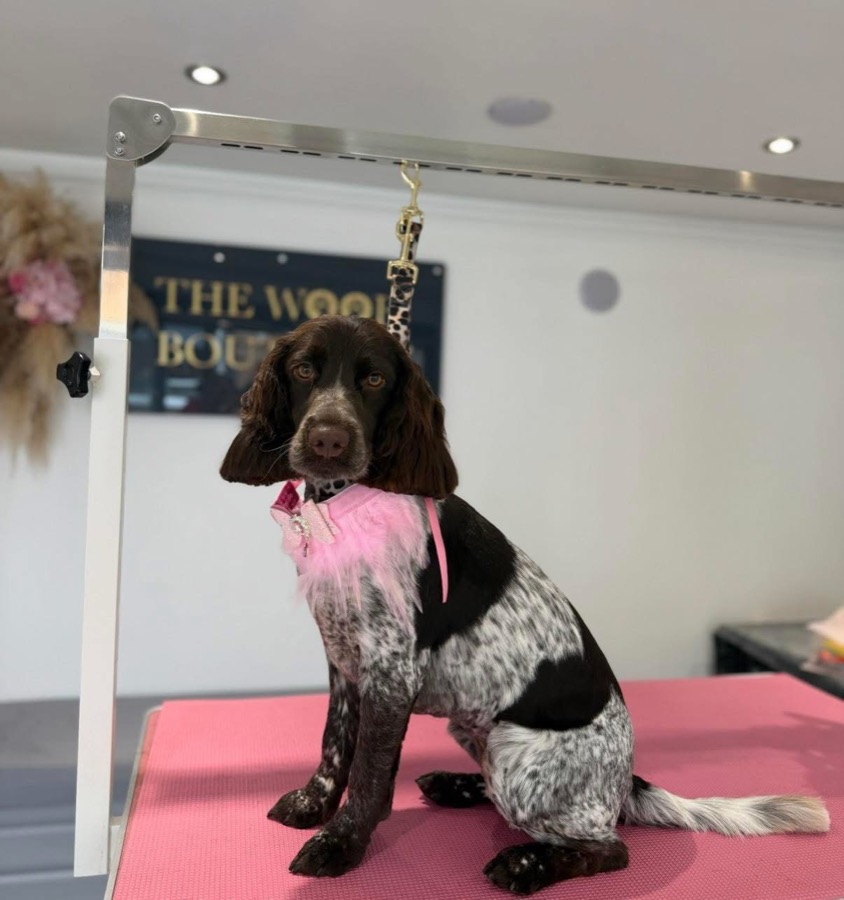 Springer spaniel with a pink feather collar