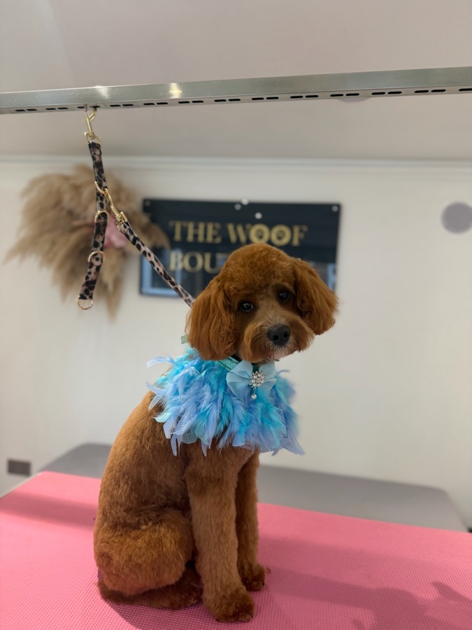 Red toy poodle in a blue feather collar