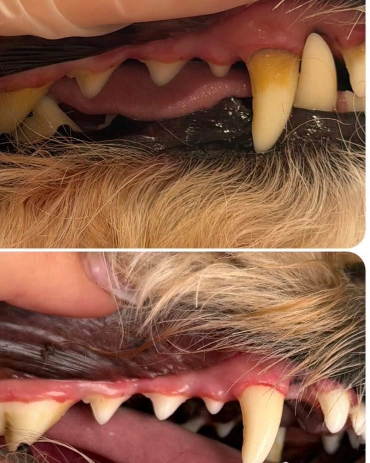 Before and after Emmi-pet: a dog's canine tooth with yellow build-up, then clean and white
